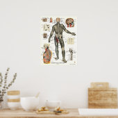 Zenuwstelsel Spinale zenuwstelsel Anatomie Poster (Keuken)