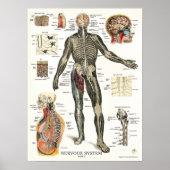 Zenuwstelsel Spinale zenuwstelsel Anatomie Poster (Voorkant)