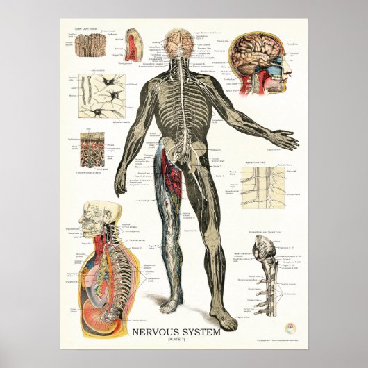 Zenuwstelsel Spinale zenuwstelsel Anatomie Poster (Voorkant)