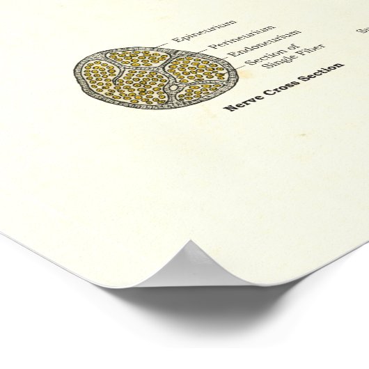 Zenuwstelselanatomie Poster (Hoek)