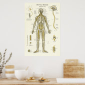 Zenuwstelselanatomie Poster (Keuken)