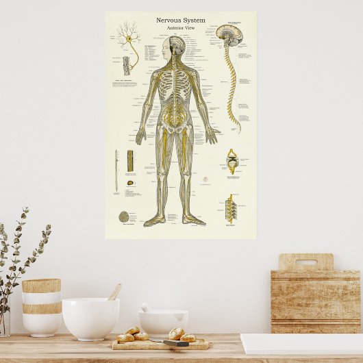 Zenuwstelselanatomie Poster (Keuken)