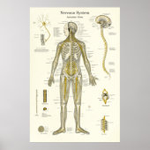 Zenuwstelselanatomie Poster (Voorkant)