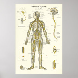Zenuwstelselanatomie Poster