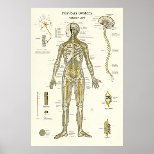 Zenuwstelselanatomie Poster (Voorkant)