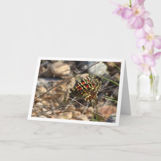 Zerynthia rumina, Spaanse Festoon vlinder Kaart (Orchidee)