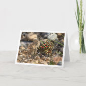 Zerynthia rumina, Spaanse Festoon vlinder Kaart (Voorkant)