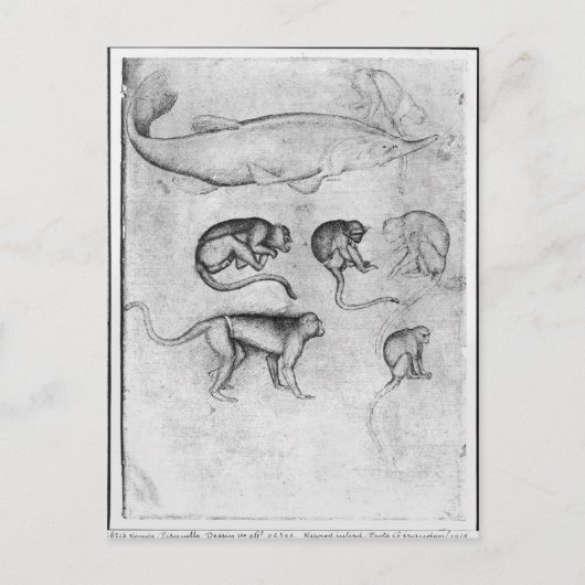 Zes apen en een Sturgeon Briefkaart (Voorkant)