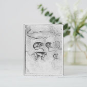 Zes apen en een Sturgeon Briefkaart (Staand voorkant)