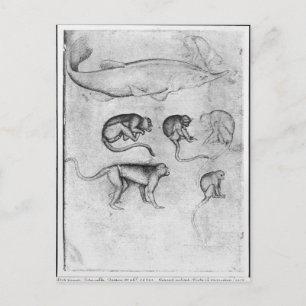 Zes apen en een Sturgeon Briefkaart