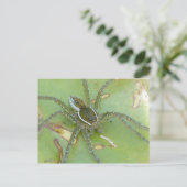 Zes-gespikkeld Gevist Spider Briefkaart (Staand voorkant)