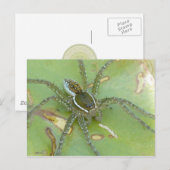 Zes-gespikkeld Gevist Spider Briefkaart (Voorkant / Achterkant)