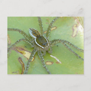 Zes-gespikkeld Gevist Spider Briefkaart