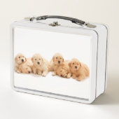 Zes Golden Retriever Puppies (Voorkant)