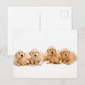 Zes Golden Retriever Puppies Briefkaart (Voorkant / Achterkant)