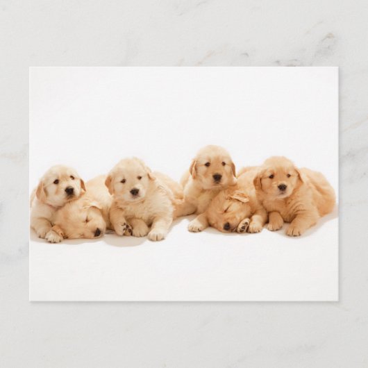 Zes Golden Retriever Puppies Briefkaart (Voorkant)