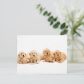 Zes Golden Retriever Puppies Briefkaart (Staand voorkant)