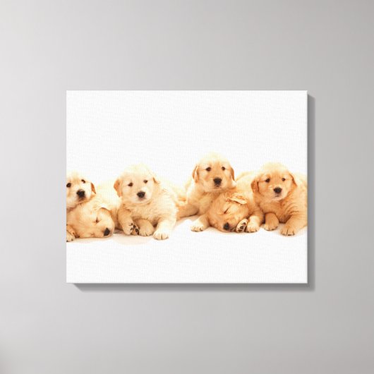Zes Golden Retriever Puppies Canvas Afdruk (Voorkant)