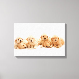 Zes Golden Retriever Puppies Canvas Afdruk