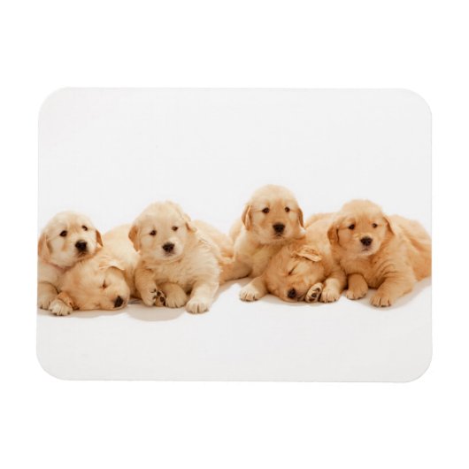 Zes Golden Retriever Puppies Magneet (Horizontaal)