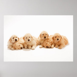 Zes Golden Retriever Puppies Poster