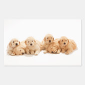 Zes Golden Retriever Puppies Rechthoekige Sticker (Voorkant)