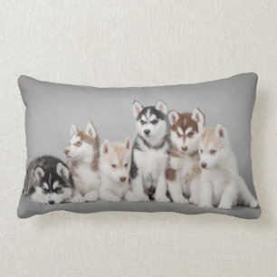 Zes huskies kussen