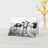 Zes Koeien Wenskaarten Kaart (Gele Bloem)