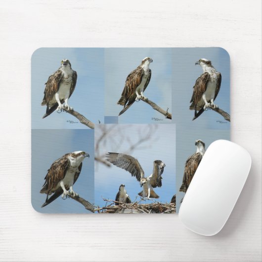 Zes Osprey-vogelfoto's Mousepad Muismat (Met muis)