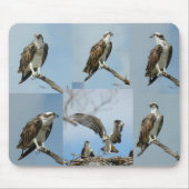 Zes Osprey-vogelfoto's Mousepad Muismat (Voorkant)