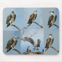 Zes Osprey-vogelfoto's Mousepad