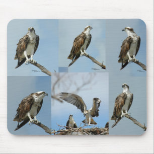 Zes Osprey-vogelfoto's Mousepad Muismat