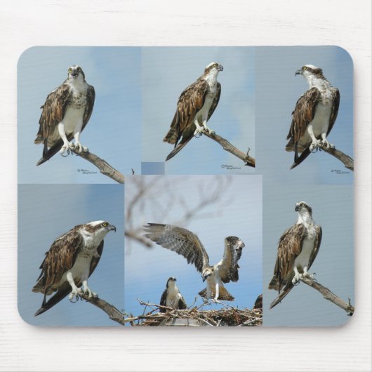 Zes Osprey-vogelfoto's Mousepad Muismat (Voorkant)