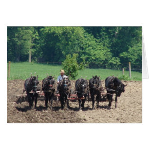 Zes paarden op het werk