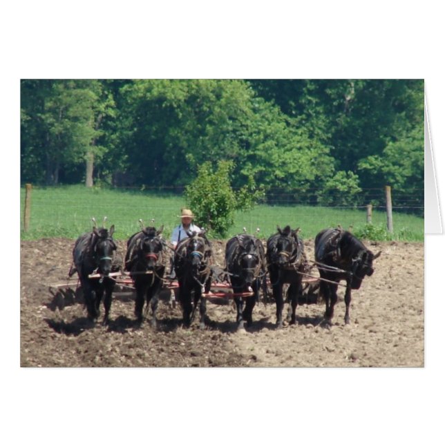 Zes paarden op het werk (Voorkant Horizontaal)