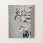 Zes Siberische husky puppies portret Legpuzzel (Verticaal)