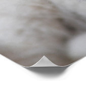 Zes weken oude witte baby leeuwenkub poster (Hoek)