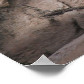 Zes weken oude witte baby leeuwenkub poster (Hoek)