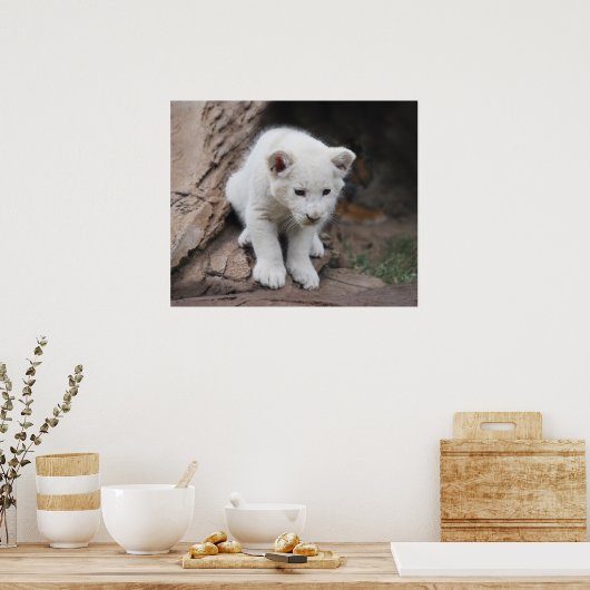 Zes weken oude witte baby leeuwenkub poster (Keuken)