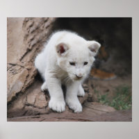 Zes weken oude witte baby leeuwenkub