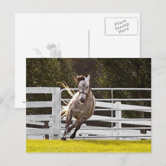 Zest for Life Briefkaart (Voorkant / Achterkant)