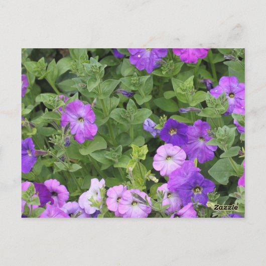 Zestiende Verjaardag Bloemig Roze Paarse Petunia 2 Briefkaart (Achterkant)