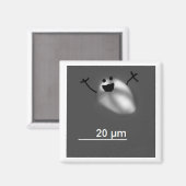 Zetmeel! Magneet (Voorkant / Achterkant)