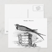  zeugelvogel briefkaart (Voorkant / Achterkant)