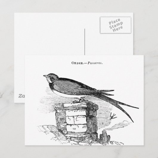  zeugelvogel briefkaart (Voorkant / Achterkant)