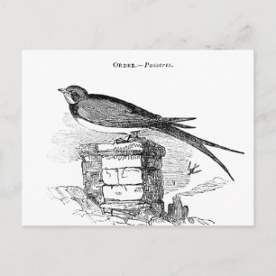  zeugelvogel briefkaart
