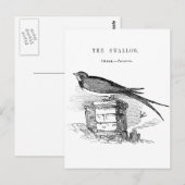  zeugelvogel briefkaart (Voorkant / Achterkant)