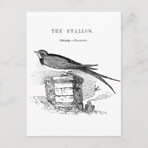  zeugelvogel briefkaart