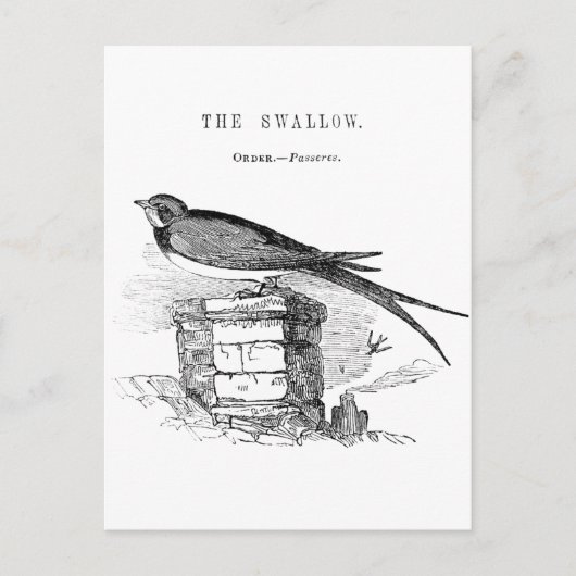  zeugelvogel briefkaart (Voorkant)