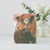 Zeus Red Belted Galloway Bull 2006 2 Briefkaart (Staand voorkant)